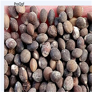 19usd Prodgf 8000Pcs A Set Pistacia Chinensis Chinese Pistache seed