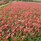 19usd Prodgf  8000Pcs A Set Photinia Fraseri Fraser Photinia Red Robin  seed