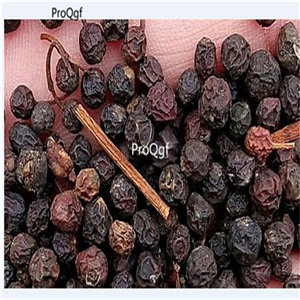 19usd Prodgf  8000Pcs A Set Photinia Fraseri Fraser Photinia Red Robin  seed