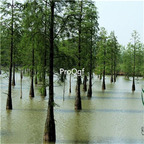 19usd Prodgf 3000Pcs A Set Taxodium Ascendens Pond Cypress seed