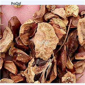 19usd Prodgf 3000Pcs A Set Taxodium Ascendens Pond Cypress seed