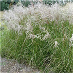 19usd Prodgf  30000Pcs A Set Miscanthus Sinensis Chinese Silver-Grass Eulalia-Grass seed