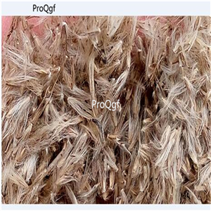 19usd Prodgf  30000Pcs A Set Miscanthus Sinensis Chinese Silver-Grass Eulalia-Grass seed