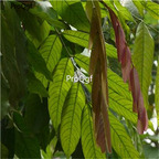 19usd Prodgf 2000Pcs A Set Saraca Asoca Ashoka Tree Sorrow-less wuhuanzi seed