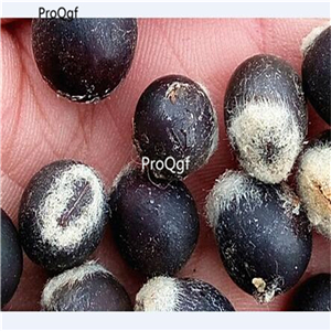 19usd Prodgf 2000Pcs A Set Saraca Asoca Ashoka Tree Sorrow-less wuhuanzi seed