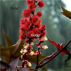 19usd Ngryise 2000Pcs A Set Red Castor Bean Ricinus Communisv Castor seed