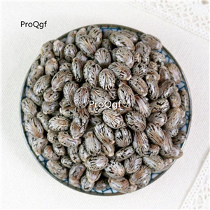 19usd Ngryise 2000Pcs A Set Red Castor Bean Ricinus Communisv Castor seed