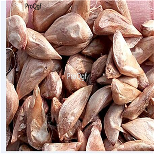19usd Prodgf 2000Pcs A Set Cedrus Deodara Deodar Cedar Himalayan seed