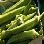 Prodgf 5000Pcs A Set Abelmoschus Esculentus Yellow Okra seed
