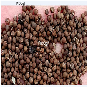 Prodgf 5000Pcs A Set Abelmoschus Esculentus Yellow Okra seed