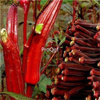 19usd Prodgf 5000Pcs A Set Abelmoschus Esculentus Red Okra  seed