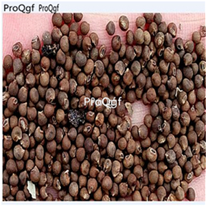 19usd Prodgf 5000Pcs A Set Abelmoschus Esculentus Red Okra  seed