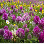 19usd Prodgf 50000Pcs A Set Trifolium Pratense Red Clover seed