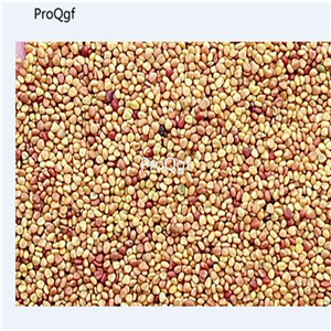 19usd Prodgf 50000Pcs A Set Trifolium Pratense Red Clover seed