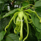 19usd Prodgf 2000Pcs A Set Cananga Odorata Cananga Tree seed