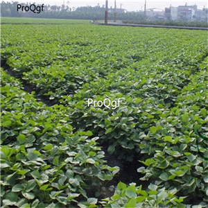 19usd Prodgf 5000Pcs A Set Vigna Angularis Adzuki Bean Aduki Bean Hong-Dou seed