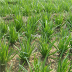 19usd Prodgf 50000Pcs A Set Allium Tuberosum Garlic Chives Oriental Garlic  seed