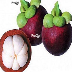 19usd Prodgf 100Pcs A Set Garcinia Mangostana seed