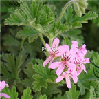 19usd Prodgf 3000Pcs A Set Pelargonium Graveolens Rose-scented Pelargonium seed