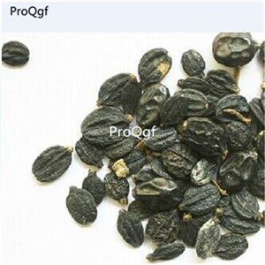 19usd Prodgf 3000Pcs A Set Pelargonium Graveolens Rose-scented Pelargonium seed