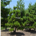 19usd Prodgf 8000Pcs A Set Pinus Thunbergii Japanese Black Pine  seed