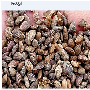 19usd Prodgf 8000Pcs A Set Pinus Thunbergii Japanese Black Pine  seed