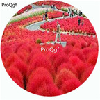 19usd Prodgf 30000Pcs A Set Kochia Scoparia Mock-cypress Belvedere Burningbush seed
