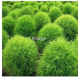 19usd Prodgf 30000Pcs A Set Kochia Scoparia Mock-cypress Belvedere Burningbush seed