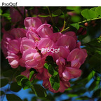 19usd Prodgf 5000Pcs A Set Robinia Hispida  Locust acacia huanghuahuai seed
