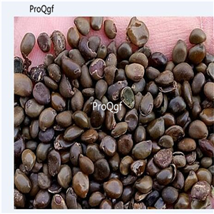 19usd Prodgf 5000Pcs A Set Robinia Hispida  Locust acacia huanghuahuai seed