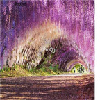 19usd Prodgf 600Pcs A Set Wisteria Sinensis Chinese hanging Wisteria seed