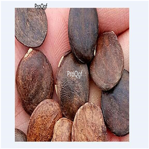 19usd Prodgf 600Pcs A Set Wisteria Sinensis Chinese hanging Wisteria seed
