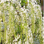 19usd Prodgf 600Pcs A Set Wisteria Sinensis Chinese white Wisteria seed