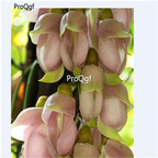 19usd Prodgf 600Pcs A Set pink Wisteria Sinensis Chinese  seed