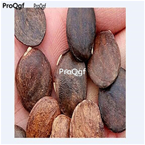 19usd Prodgf 600Pcs A Set pink Wisteria Sinensis Chinese  seed