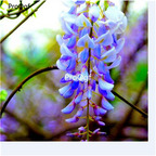 19usd Prodgf 600Pcs A Set blue Wisteria Sinensis Chinese  seed