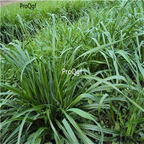 19usd Prodgf 30000Pcs A Set Lolium Perenne Winter Ryegrass English Ryegrass seed