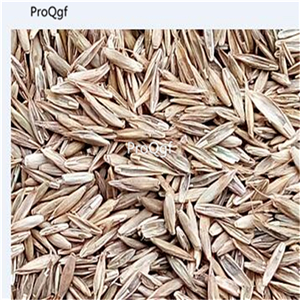 19usd Prodgf 30000Pcs A Set Lolium Perenne Winter Ryegrass English Ryegrass seed