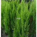 19usd Prodgf 8000Pcs A Set Platycladus Orientalis Chinese Arborvitae Oriental Thuja seed
