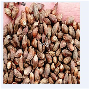 19usd Prodgf 8000Pcs A Set Platycladus Orientalis Chinese Arborvitae Oriental Thuja seed