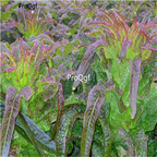 19usd Prodgf 9000Pcs A Set Asparagus Lettuce Lactuca Sativa Lettuce seed