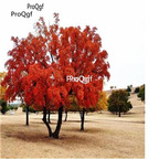 19usd Prodgf 3000Pcs A Set Acer Mono Acer Pictum Painted Maple seed