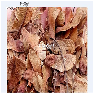 19usd Prodgf 3000Pcs A Set Acer Mono Acer Pictum Painted Maple seed