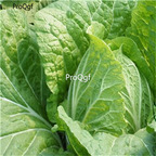 19usd Prodgf 30000Pcs A Set Brassica Rapa Peking Cabbage Napa Cabbage seed