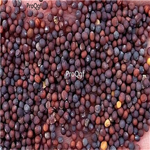19usd Prodgf 30000Pcs A Set Brassica Rapa Peking Cabbage Napa Cabbage seed