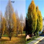 19usd Prodgf 8000Pcs A Set Carpinus Turczaninowii Small Hardwood Tree  seed