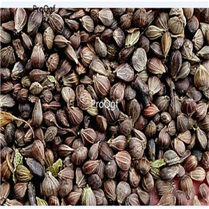 19usd Prodgf 8000Pcs A Set Carpinus Turczaninowii Small Hardwood Tree  seed