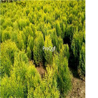 19usd Prodgf 8000Pcs A Set Sabina Chinensis Juniperus Chinensis Chinese Juniper seed