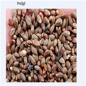 19usd Prodgf 8000Pcs A Set Sabina Chinensis Juniperus Chinensis Chinese Juniper seed