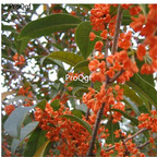 19usd Prodgf 2000Pcs A Set Osmanthus Fragrans Sweet Osmanthus Sweet seed